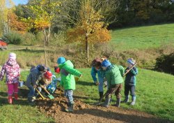 Eine Rotbuche in Seelingstädt