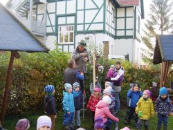 Eine Elsbeere in Tonndorf